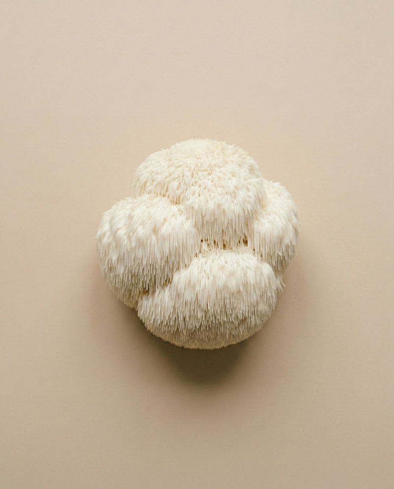 <p>Lion's Mane</p>