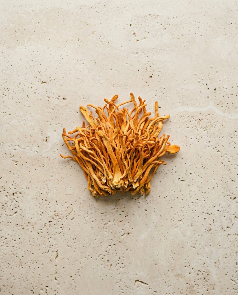 <p>Cordyceps</p>