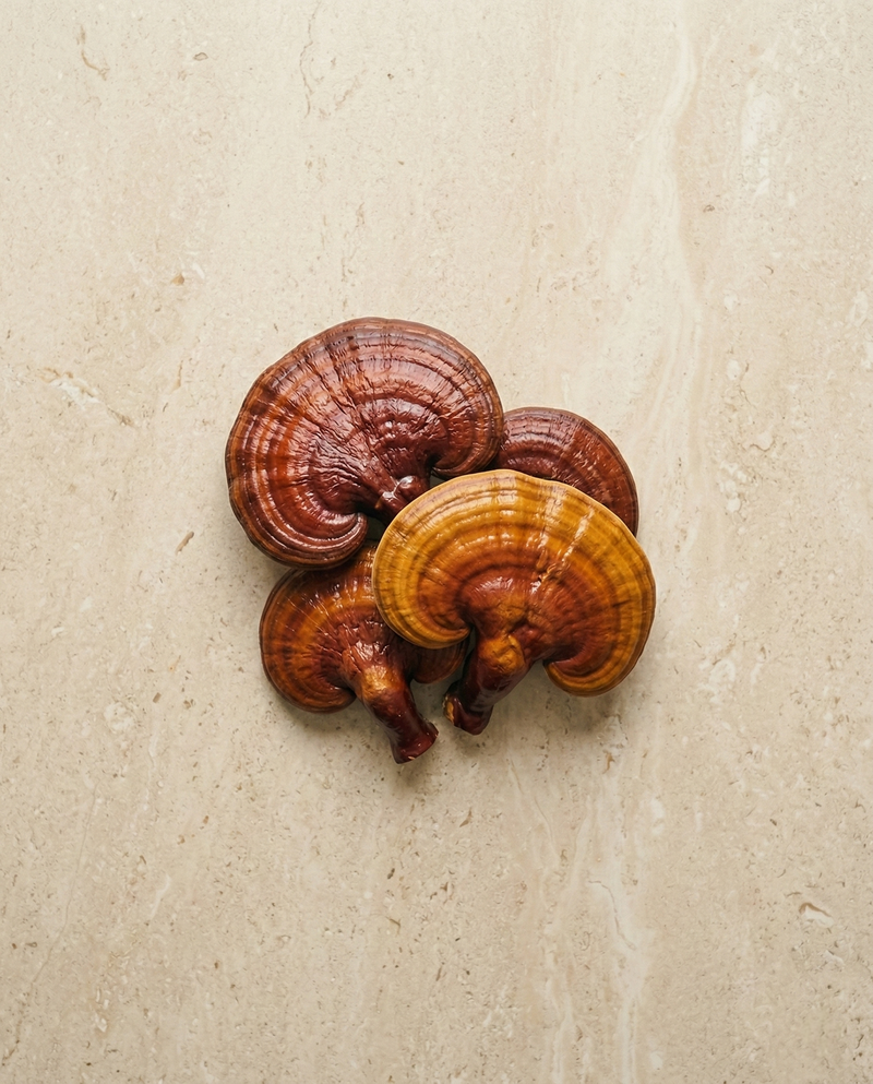 <p>Reishi</p>