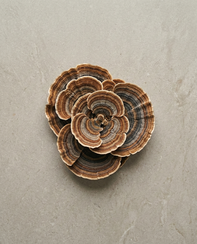 <p>Turkey Tail</p>